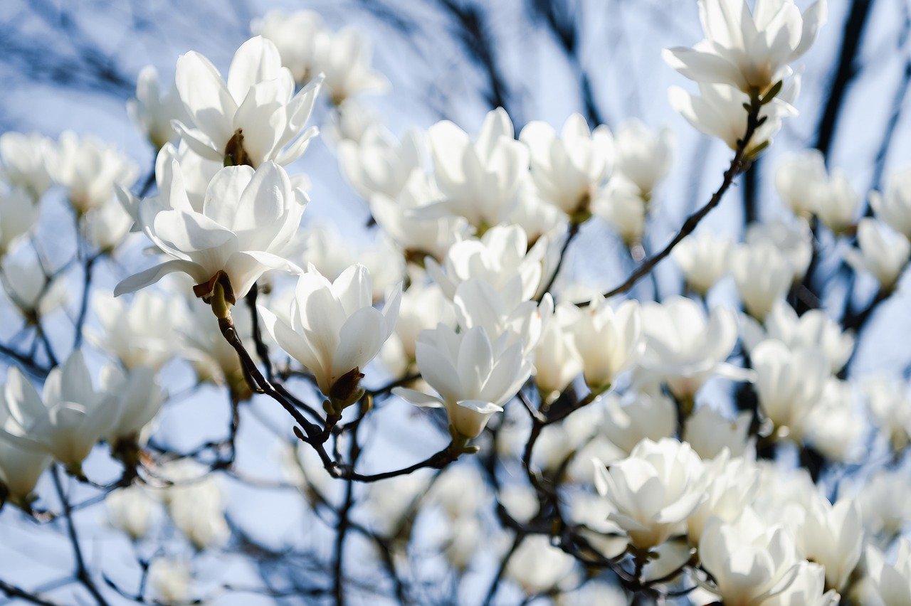 Biała magnolia