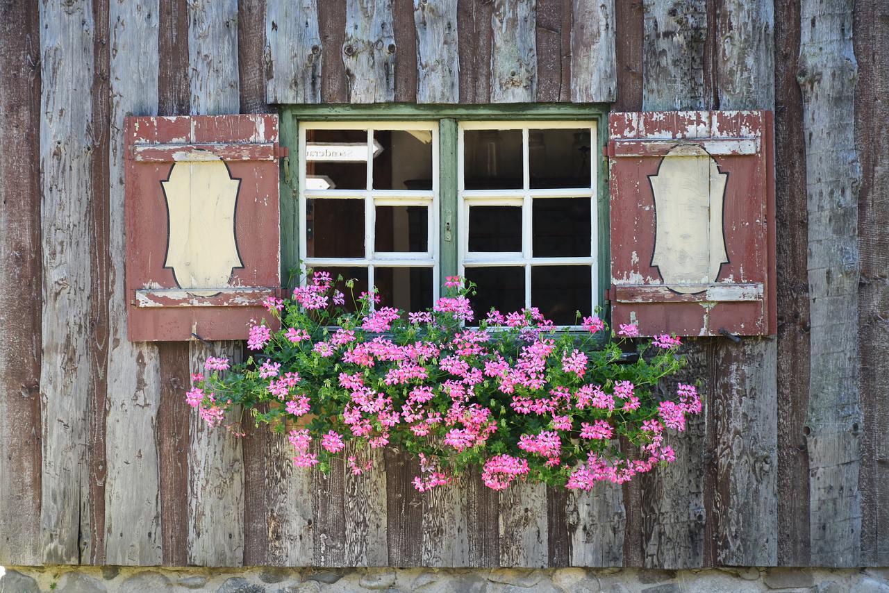 Różowe pelargonie w doniczce na oknie
